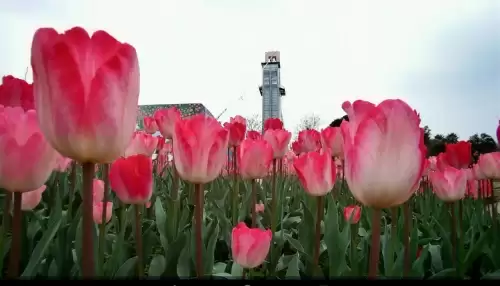浪漫庄园怎么悬空-浪漫庄园悬空教程步骤图