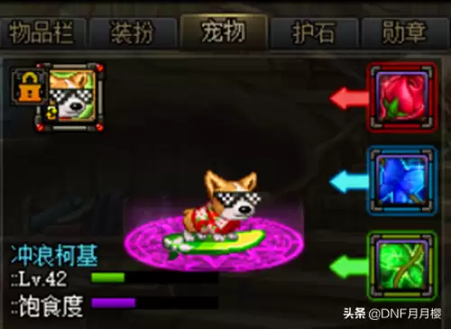 dnf宠物饿了怎么办-猎人宠物饿了怎么喂养