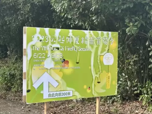光遇荧光森林景点-光遇荧光森林在哪的攻略
