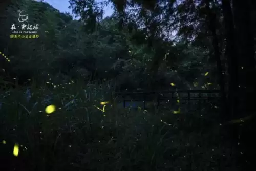 光遇荧光森林景点-光遇荧光森林在哪的攻略