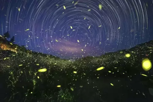 光遇荧光森林景点-光遇荧光森林在哪的攻略