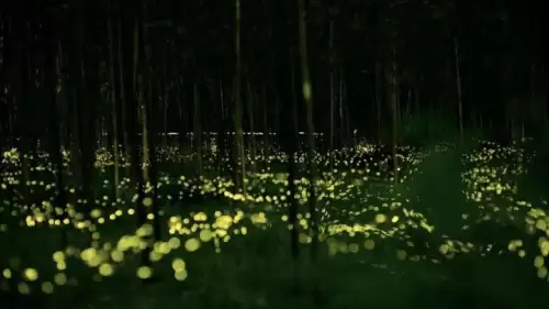光遇荧光森林景点-光遇荧光森林在哪的攻略