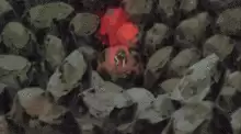 火影网名鼬神-适合宇智波鼬的网名