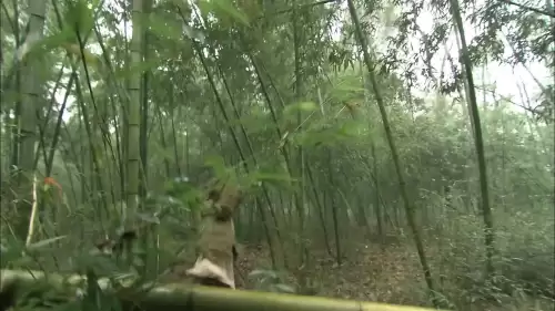 镖行天下前传系列十部-镖行天下前传之顺序
