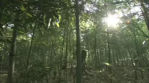 镖行天下前传系列十部-镖行天下前传之顺序