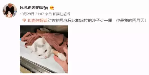 遇见你的猫微博超话-遇见你的猫下载