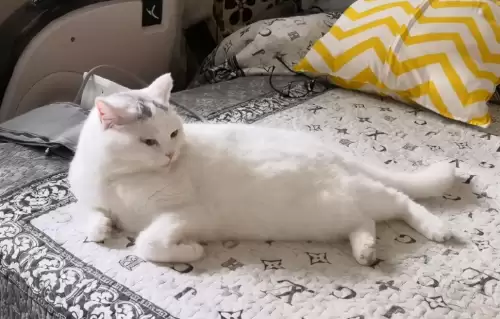 遇见你的猫微博超话-遇见你的猫下载