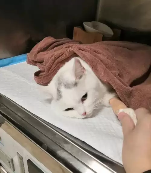 遇见你的猫微博超话-遇见你的猫下载