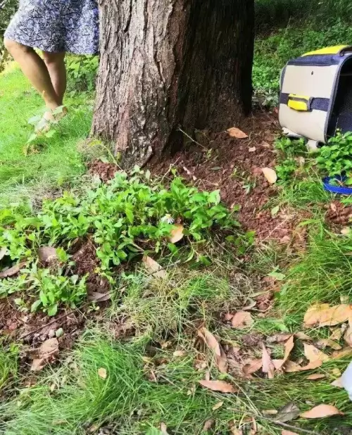 遇见你的猫微博超话-遇见你的猫下载