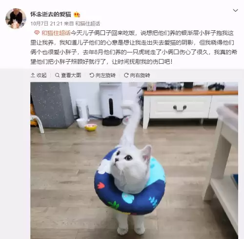 遇见你的猫微博超话-遇见你的猫下载