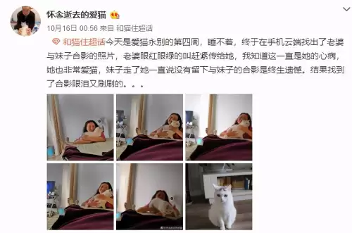 遇见你的猫微博超话-遇见你的猫下载