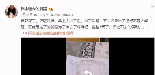 遇见你的猫微博超话-遇见你的猫下载