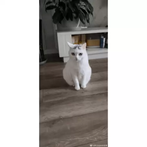 遇见你的猫微博超话-遇见你的猫下载