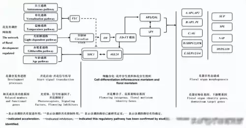 迷你世界如何获得野萝卜种子-迷你世界野萝卜怎么找