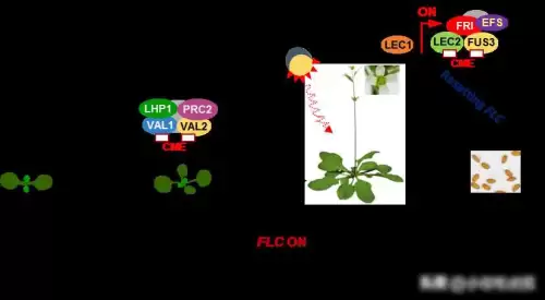 迷你世界如何获得野萝卜种子-迷你世界野萝卜怎么找