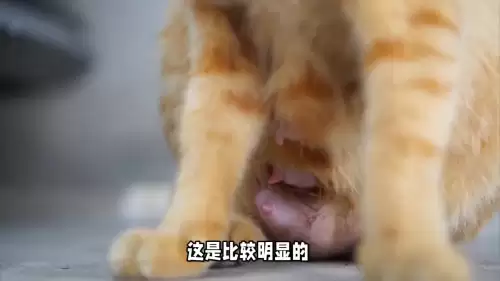 天涯明月刀猫咪怎么改性别-如何分别猫性别