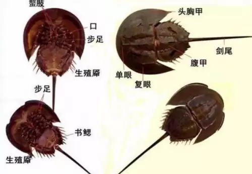 绝地求生怎么设置蓝血-绝地求生