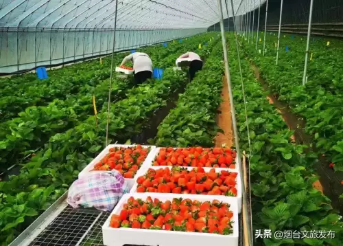 地下城堡幽谷怎么探索-地下城堡2幽谷怎么探索