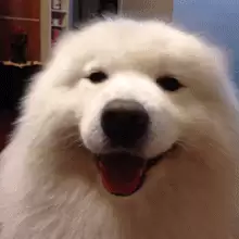 孕妇可以吃鸡翅尖吗-孕妇能吃鸡翅吗